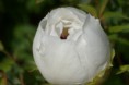 /album/kattas-blandade/pionknopp-110530-jpg/